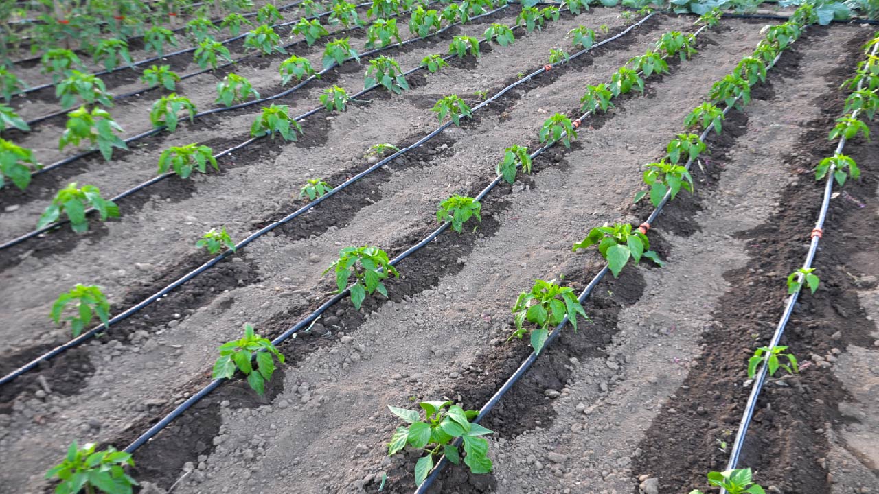 Top Drip Tape Irrigation Brands for Your Farm and Garden