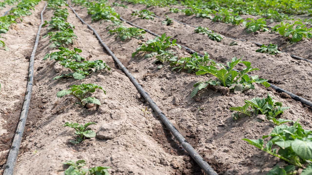 What Are the Different Types of Filters for Your Irrigation System? What Are the Different Types of Filters for Your Irrigation System?