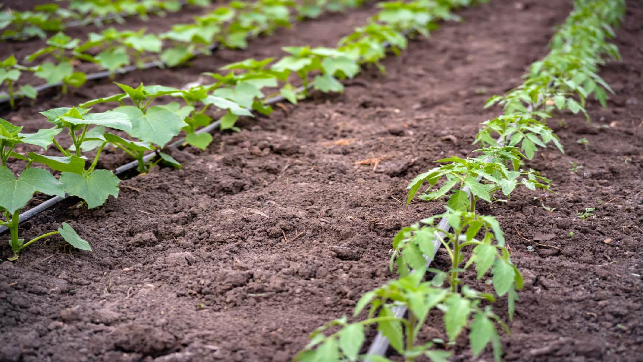 Drip Irrigation vs. Sprinkler: What Makes Them Different Drip Irrigation vs. Sprinkler: What Makes Them Different