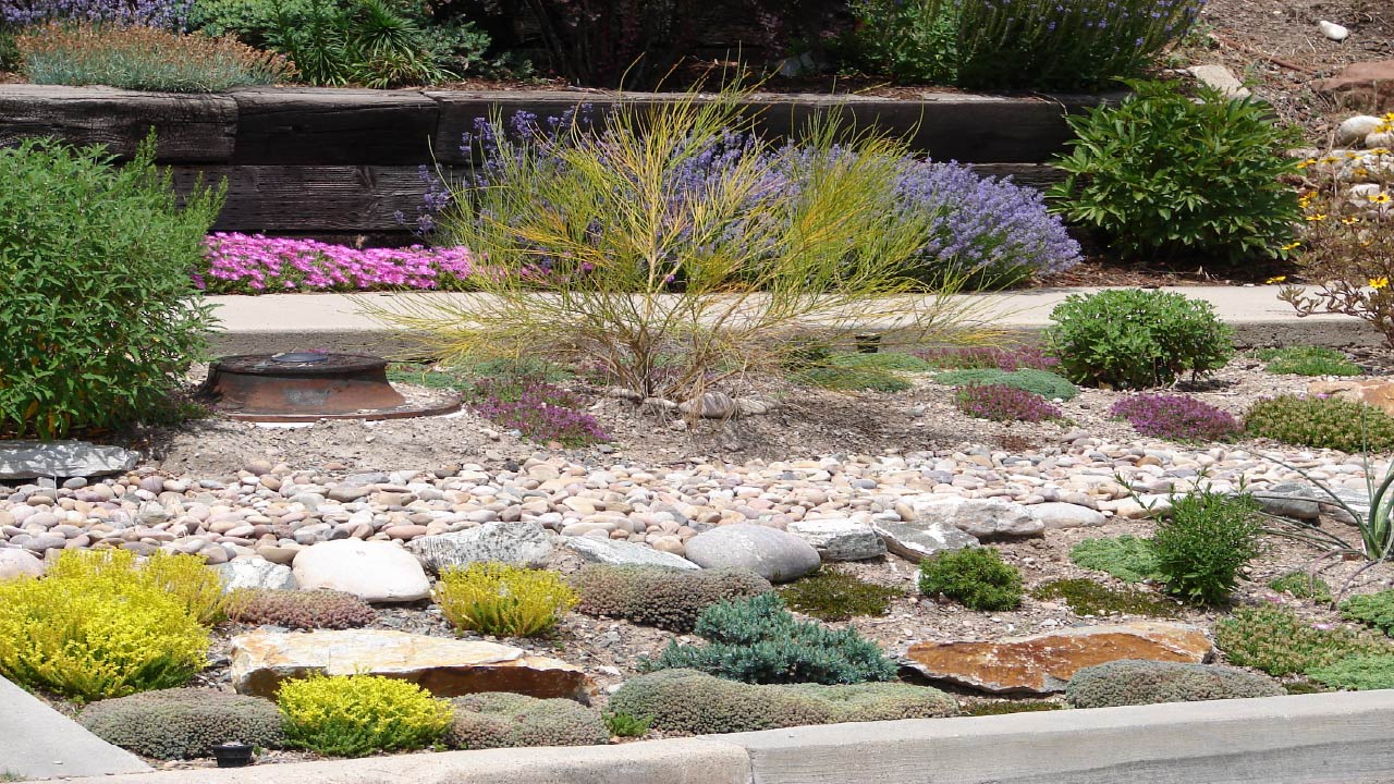 Water-Wise Gardening: Best Drought-Tolerant Plants & Landscaping Ideas Water-Wise Gardening: Best Drought-Tolerant Plants & Landscaping Ideas