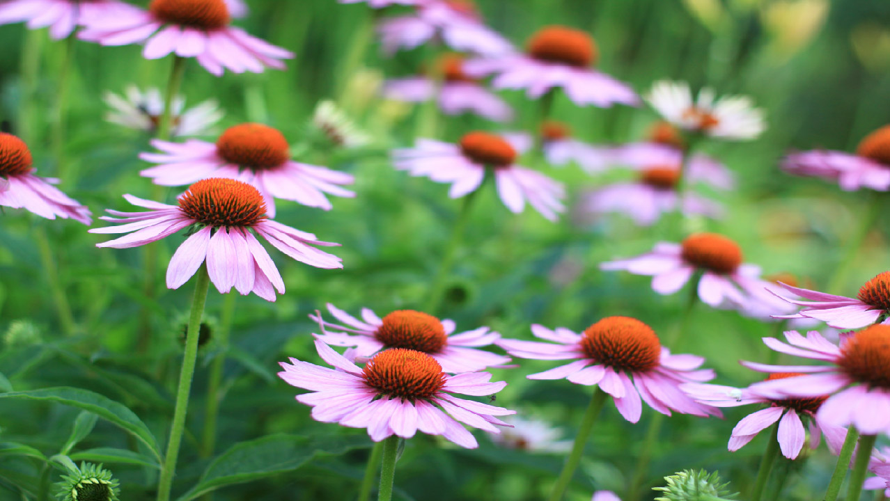The Best Drought Tolerant Perennials The Best Drought Tolerant Perennials