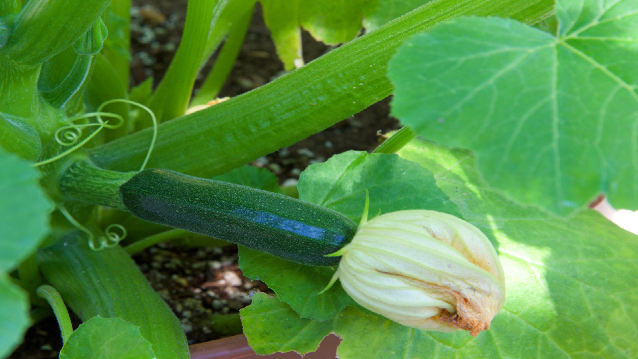 5 Easy Vegetables to Grow for Beginners