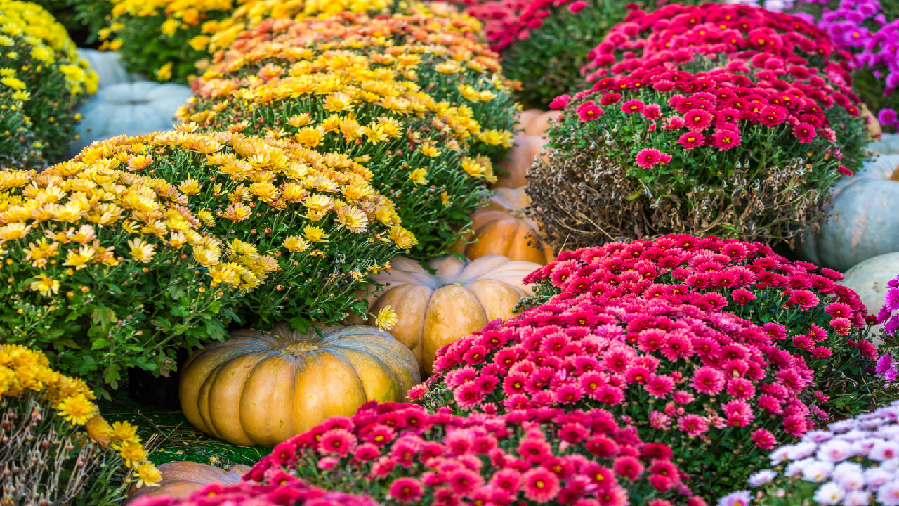 Fall Garden Ideas for Beginners Fall Garden Ideas for Beginners
