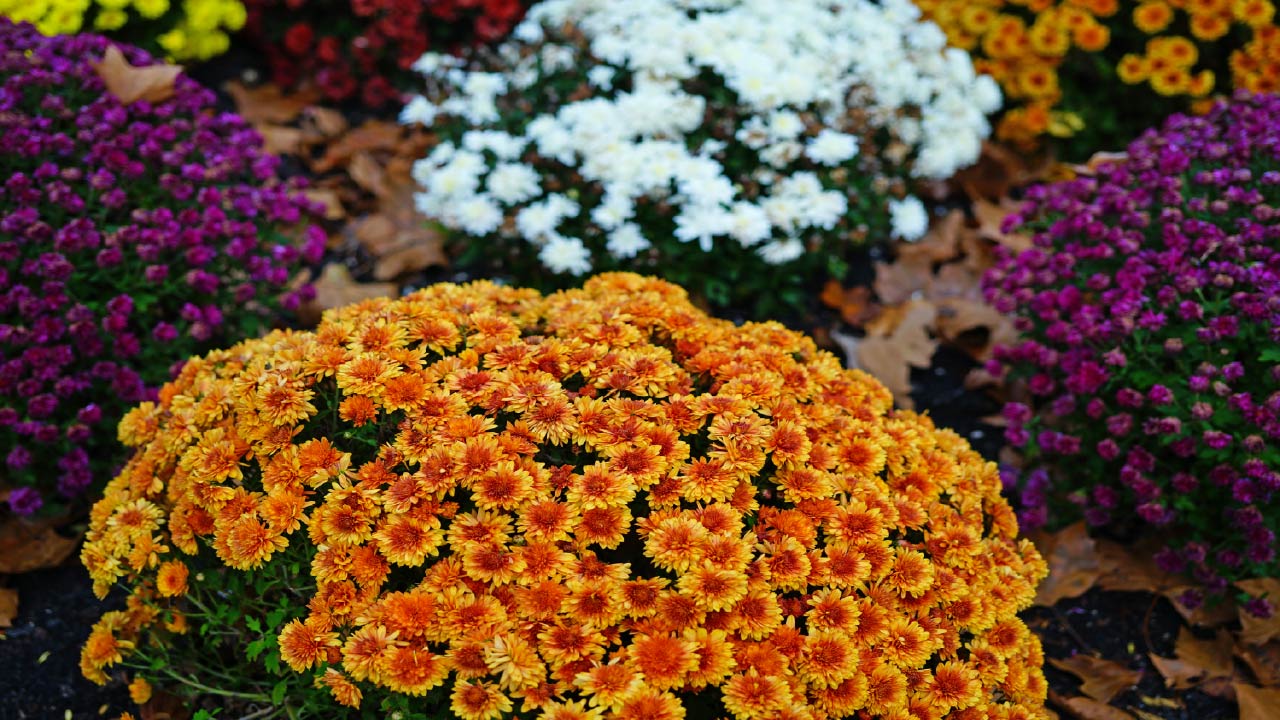 15 Late Summer Garden Tips for a Successful Harvest 15 Late Summer Garden Tips for a Successful Harvest