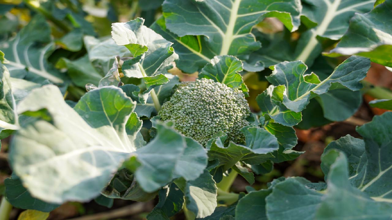 Top 10 Fall Vegetables to Plant for a Thriving Fall Garden