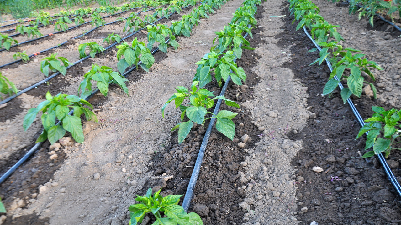 Drip Irrigation: Flow vs. Pressure Drip Irrigation: Flow vs. Pressure