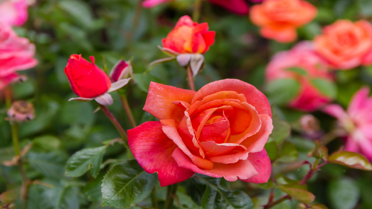 Cut flower 10 Best Cut Flowers for Beautiful Bouquets Cut flower 10 Best Cut Flowers for Beautiful Bouquets