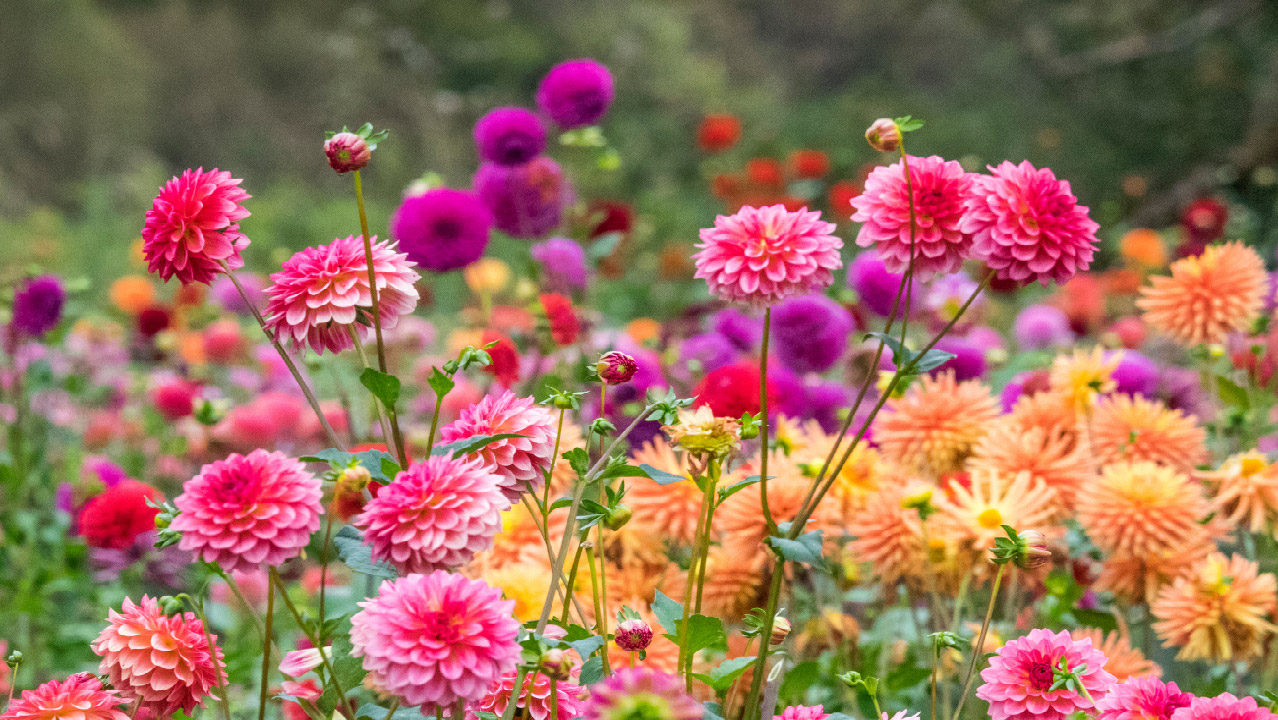 How to Water My Flower Beds How to Water My Flower Beds