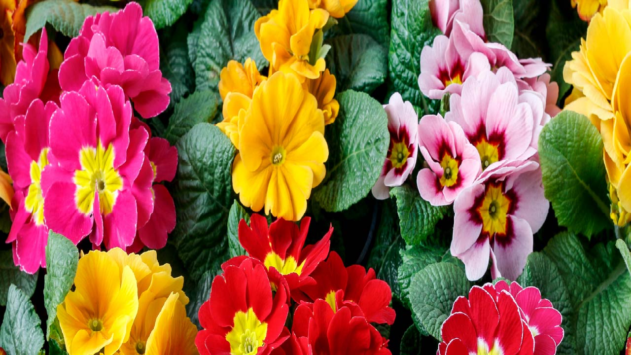 9 Shade-Loving Flowers to Brighten Your Garden