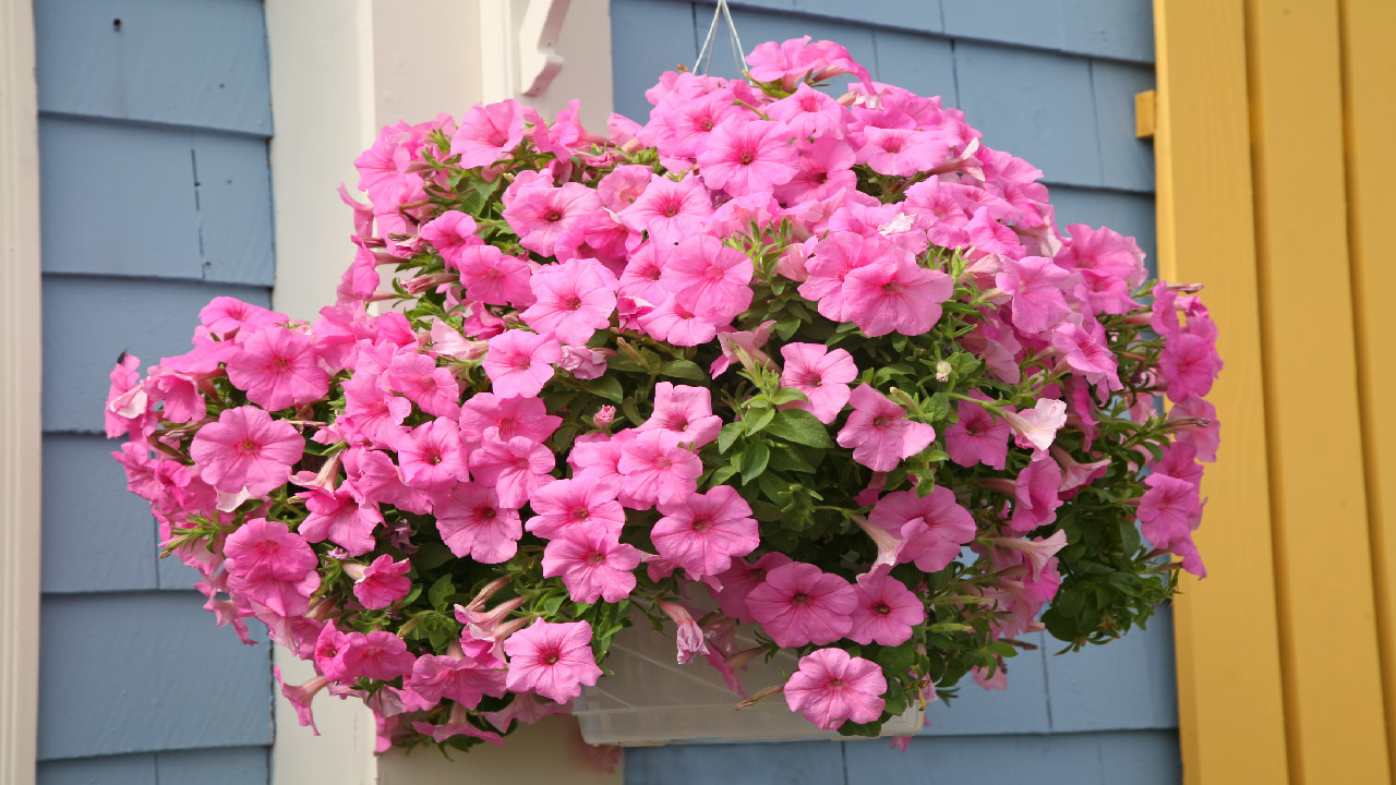 10 Beautiful Flowers Perfect for Hanging Baskets 10 Beautiful Flowers Perfect for Hanging Baskets