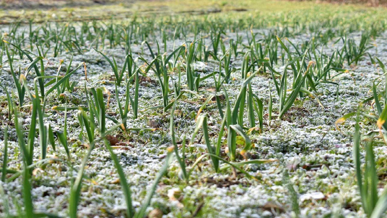 First Frost Dates: How to Protect Your Garden from Frost