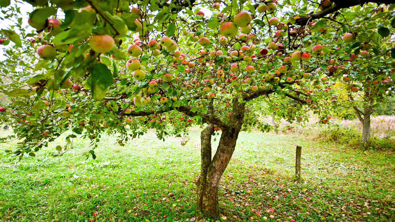 Growing Your Own Fruits and Nuts Growing Your Own Fruits and Nuts