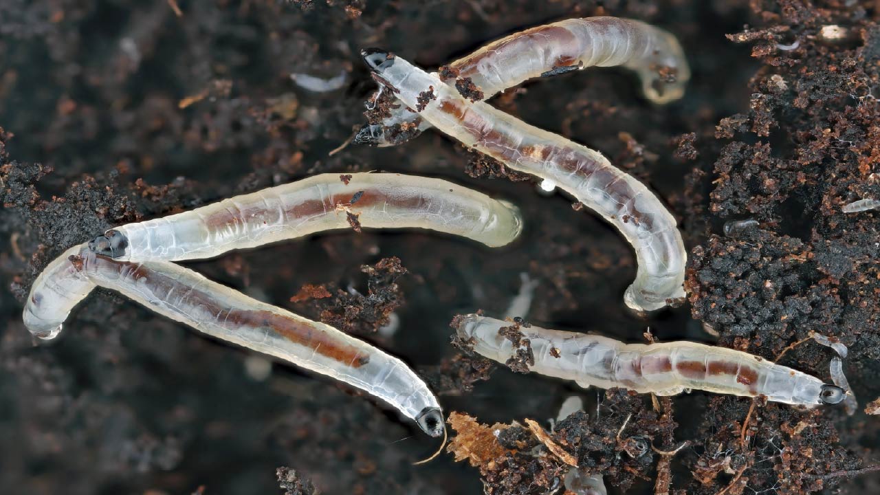 How Do You Get Rid of Fungus Gnats on Cannabis