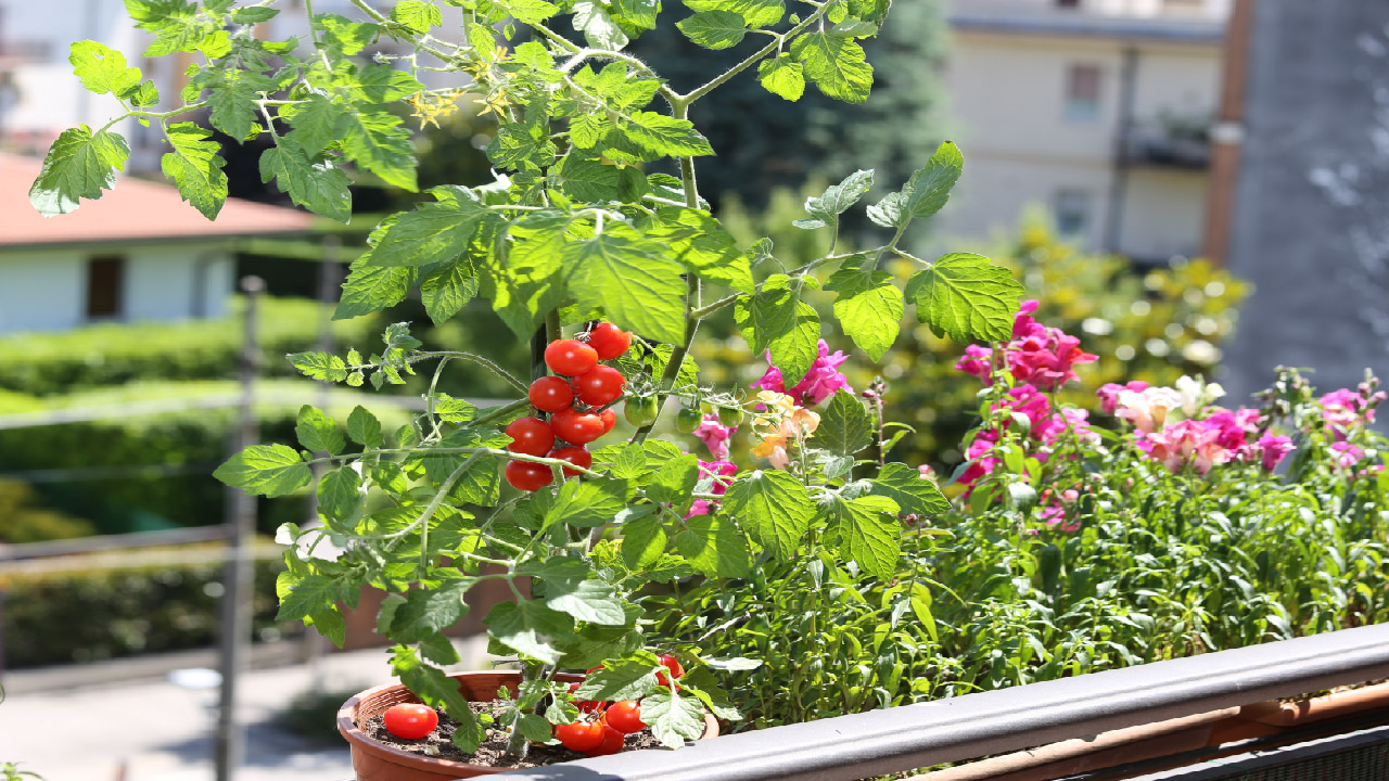Innovative Ways for Maximizing Your Patio and Balcony Gardens Innovative Ways for Maximizing Your Patio and Balcony Gardens