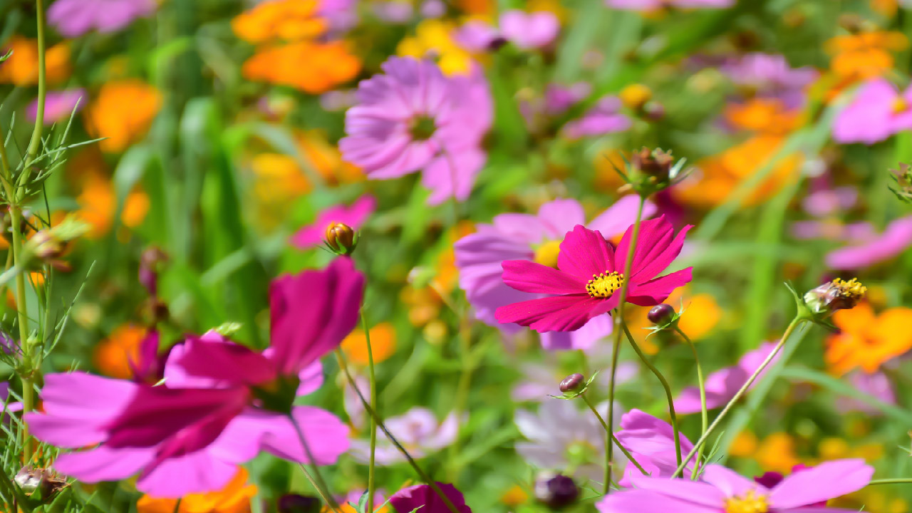 2025 Trends in Garden Design 2025 Trends in Garden Design