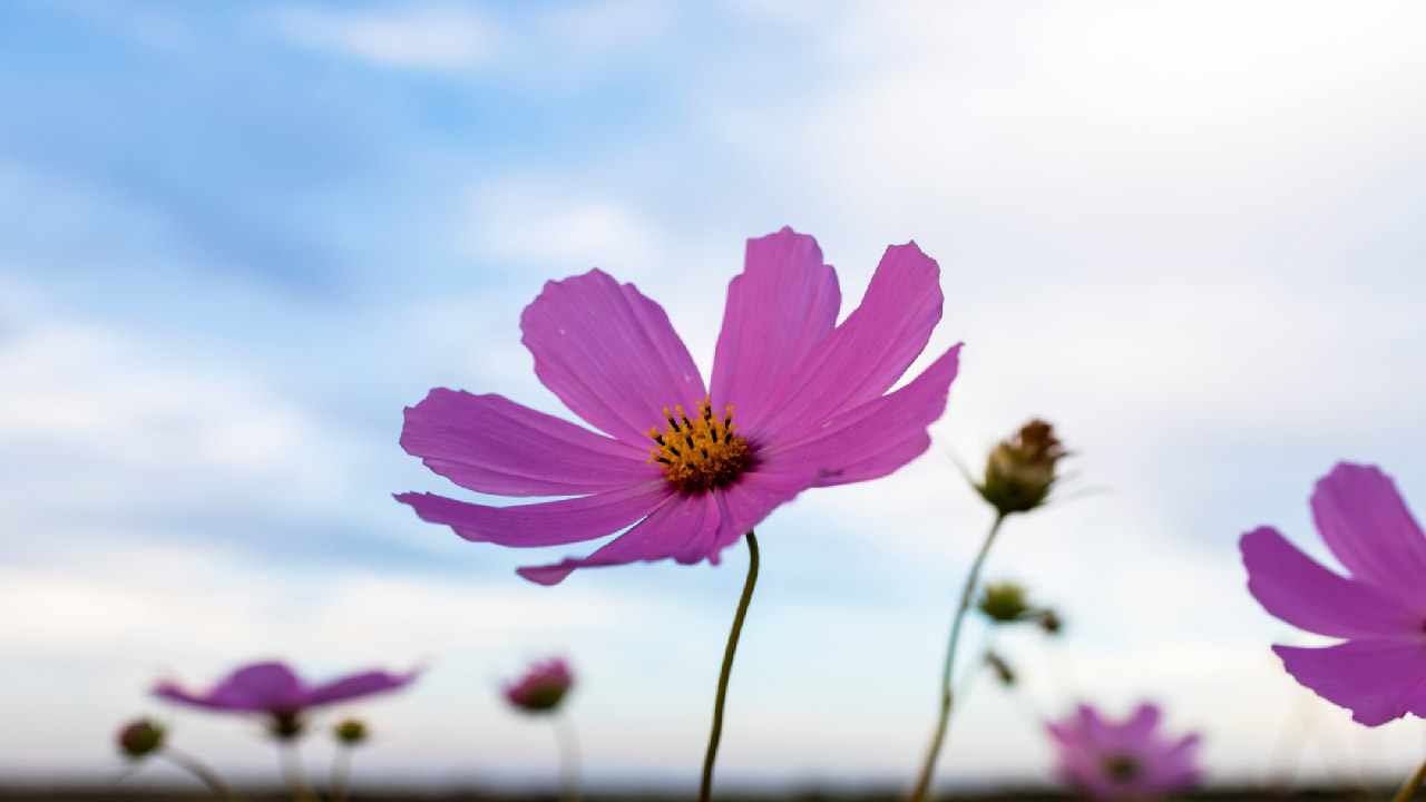 Top 20 Garden Quotes Top 20 Garden Quotes