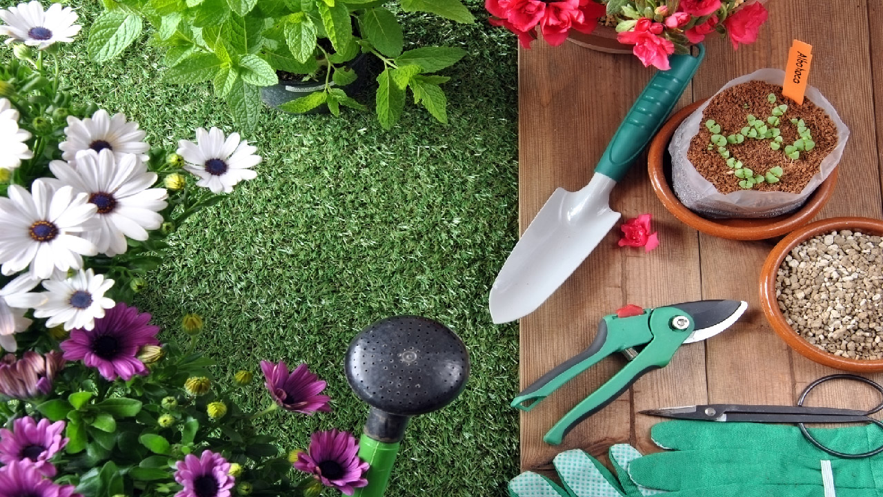 Gardening Myths You Should Stop Believing: Top 10 Revealed