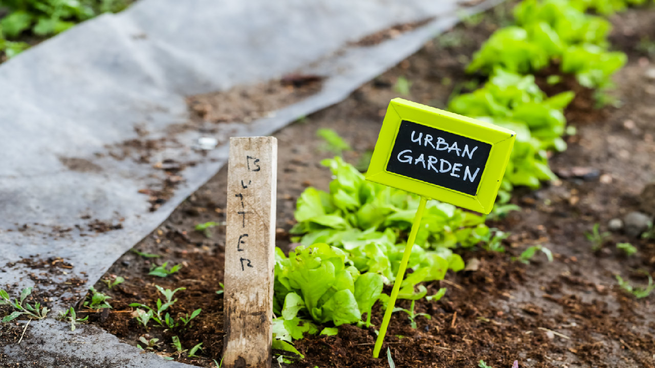 What Is a Gardening Zone?  What Is a Gardening Zone?