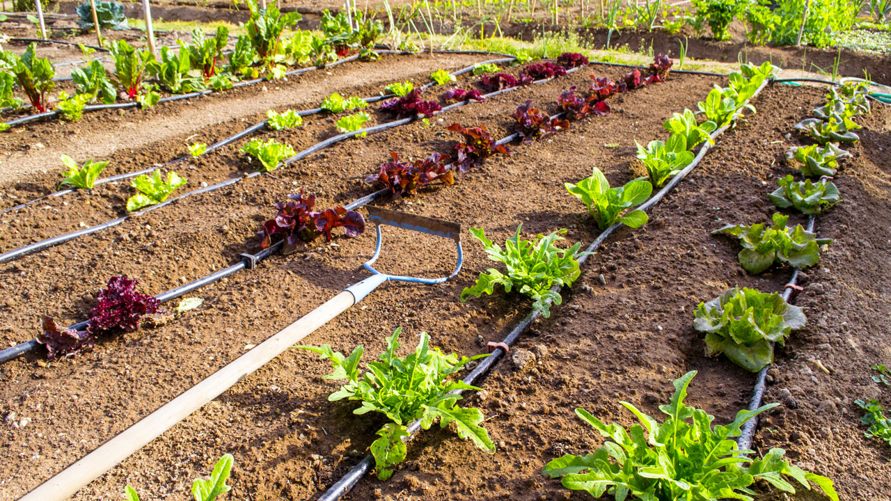 Smart Irrigation Tips for Gardeners and Growers