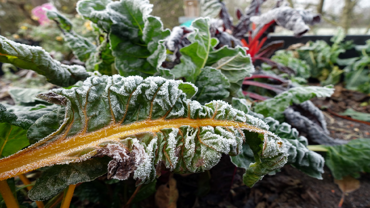 Best Frost Tolerant Vegetables and Flowers for Winter Gardens Best Frost Tolerant Vegetables and Flowers for Winter Gardens