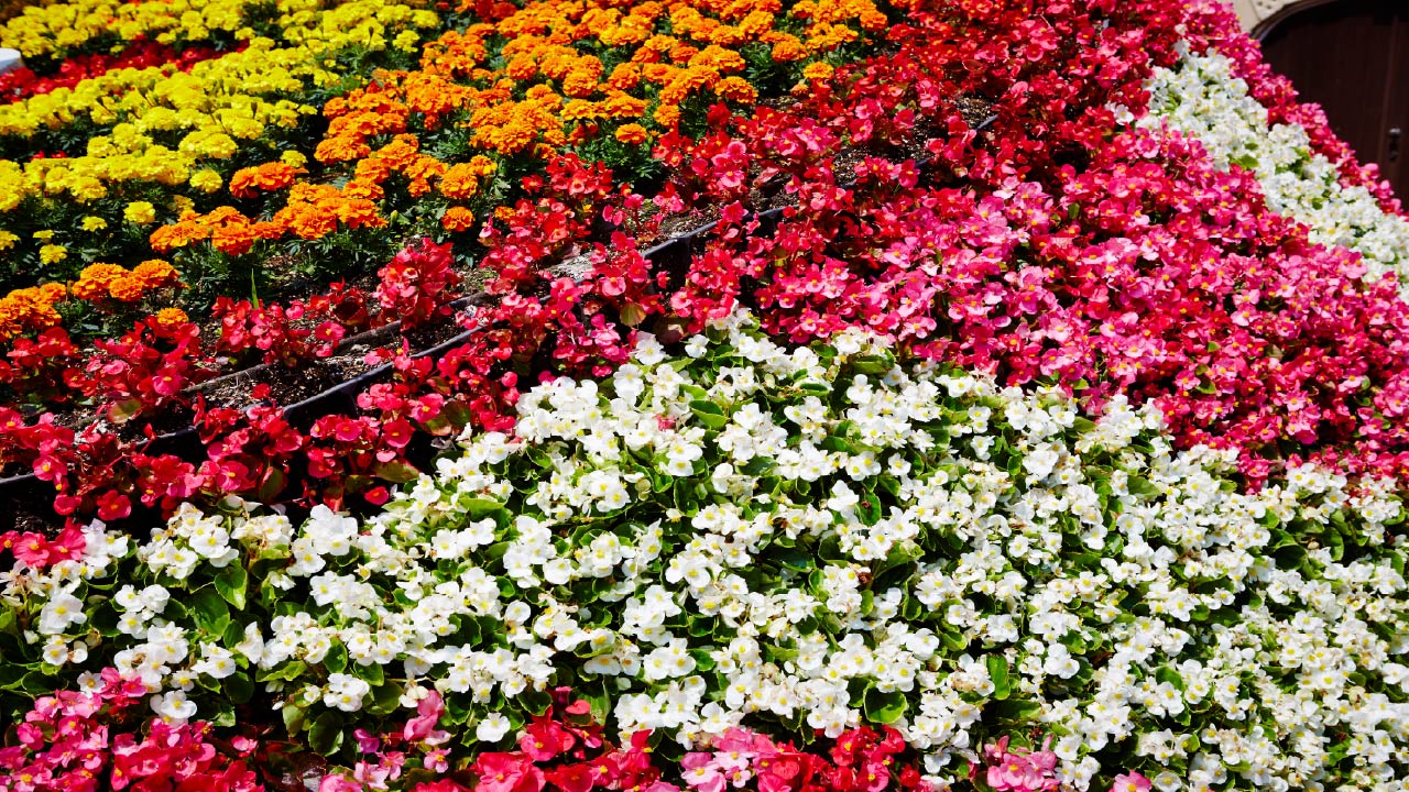 Gardening Ideas That Are Budget Friendly