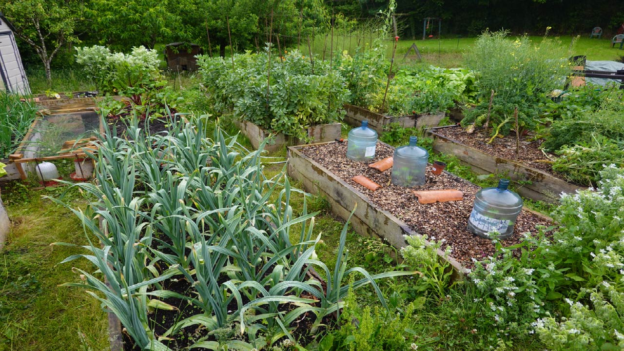 How to Water Raised Garden Beds with Drip Irrigation