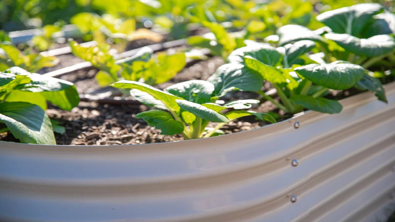 Best Metal Raised Garden Beds: Pros, Cons and Brands