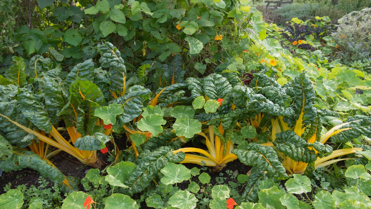 How to Save Water in a Vegetable Garden: Easy Tips