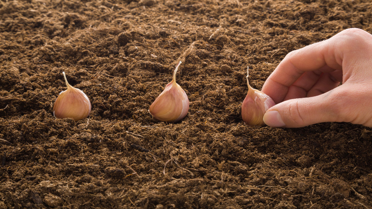 Planting Garlic for Winter – All the Details of Planting Cloves Planting Garlic for Winter – All the Details of Planting Cloves