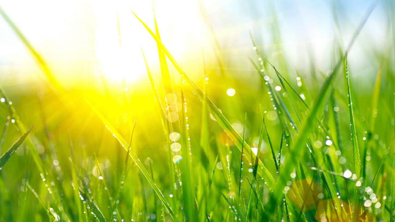 When to Stop Watering Your Lawn in Fall to Prepare for Winter