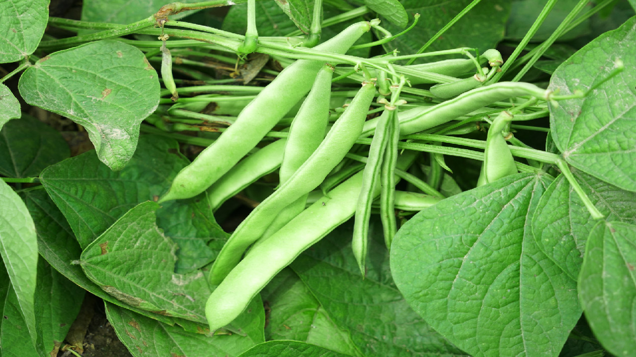 Top 10 Vegetables to Grow in Hot Summers Top 10 Vegetables to Grow in Hot Summers