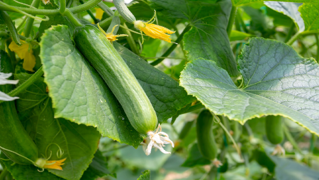 Grow the Best Cucumbers Grow the Best Cucumbers