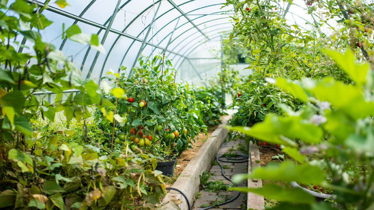 Tips for Successful Greenhouse Gardening 
