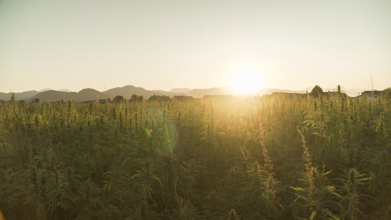 How to Grow Hemp Seeds  How to Grow Hemp Seeds