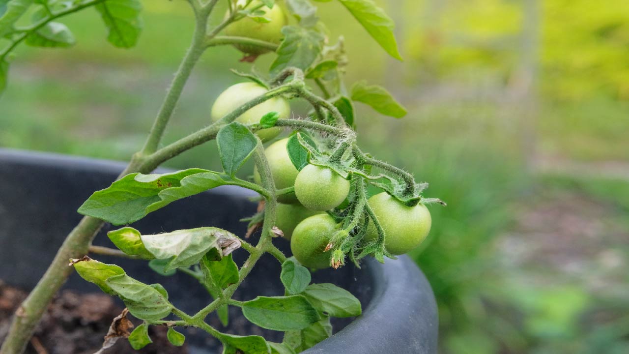 Top 5 Easy Vegetables to Grow in Containers: Watering Tips and More