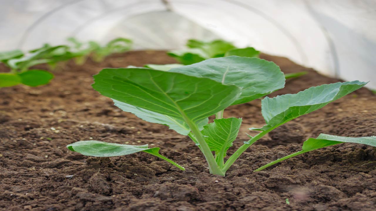 7 Smart Ways to Extend the Growing Season for Late Harvests