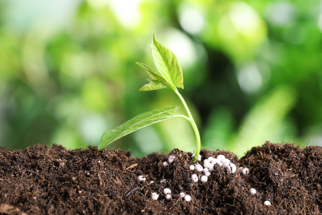 What is Guano? - The Benefits of Bat Guano What is Guano? - The Benefits of Bat Guano