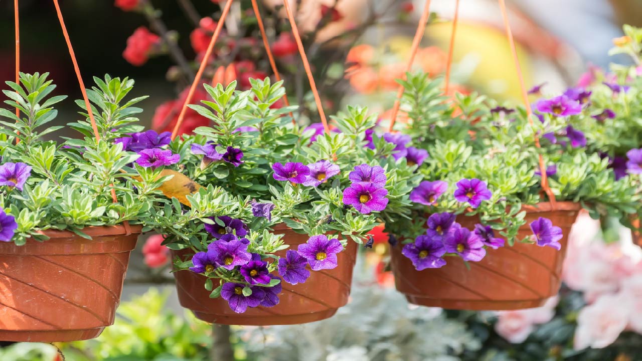 How To Water Hanging Plants