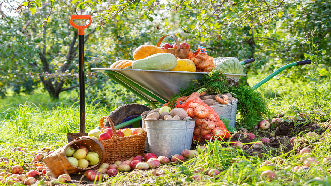 Essential Tools Every Gardener Needs for Fall Cleanup