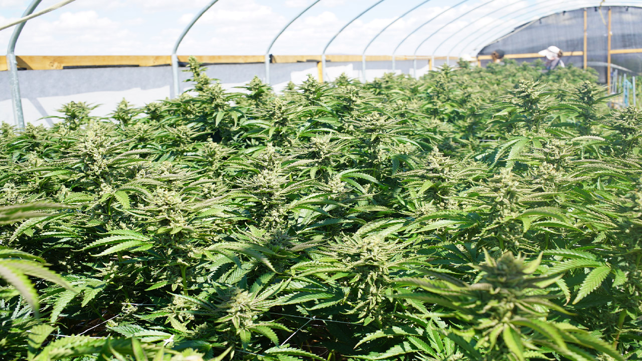 How to Use Hemp and Marijuana Plants 