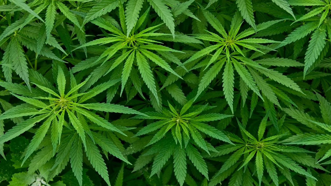 Fertilizing and Watering Hemp - Do's and Don'ts Fertilizing and Watering Hemp - Do's and Don'ts