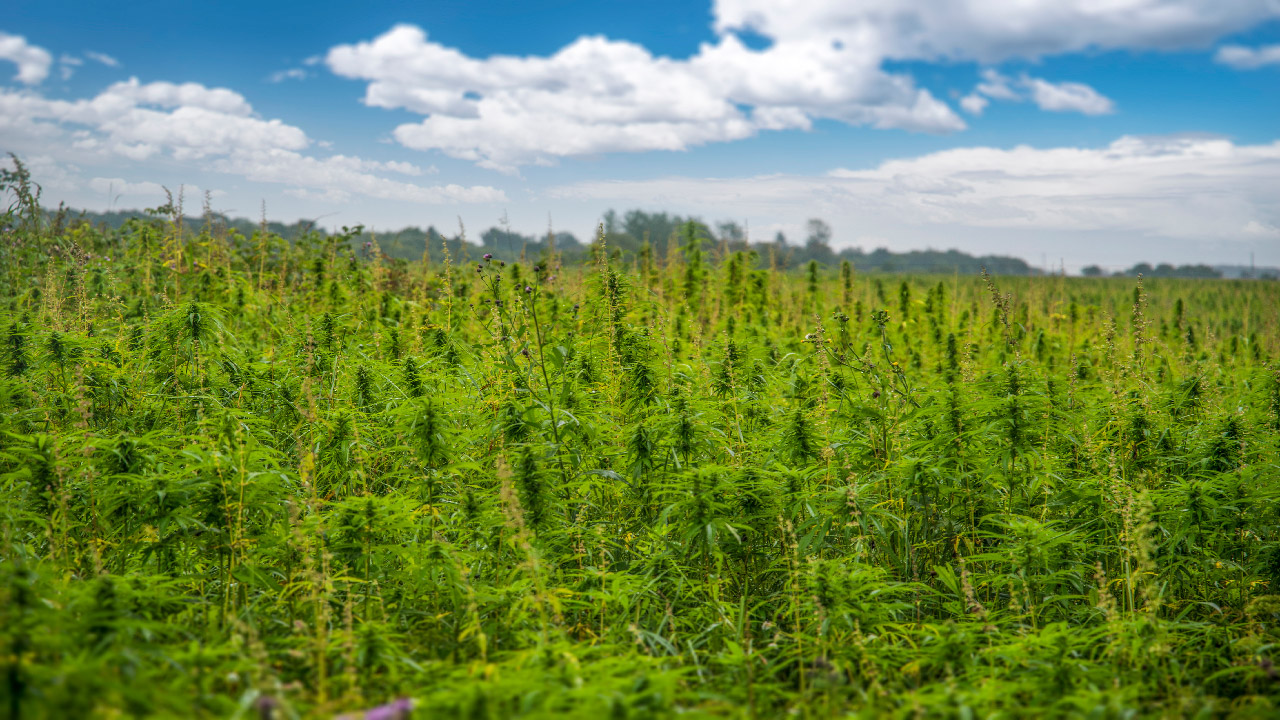 Introduction to Hemp Irrigation Introduction to Hemp Irrigation