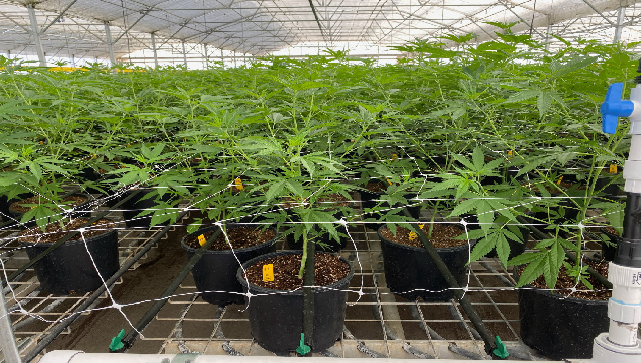 How to Grow Hemp Guide 