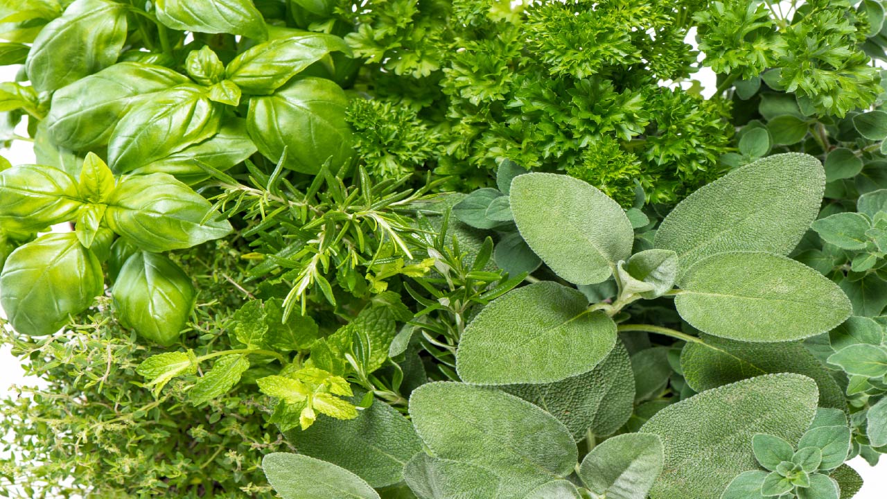 Top 8 Heat-Tolerant and Drought Resistant Herbs That Grow Well in Hot Climates 