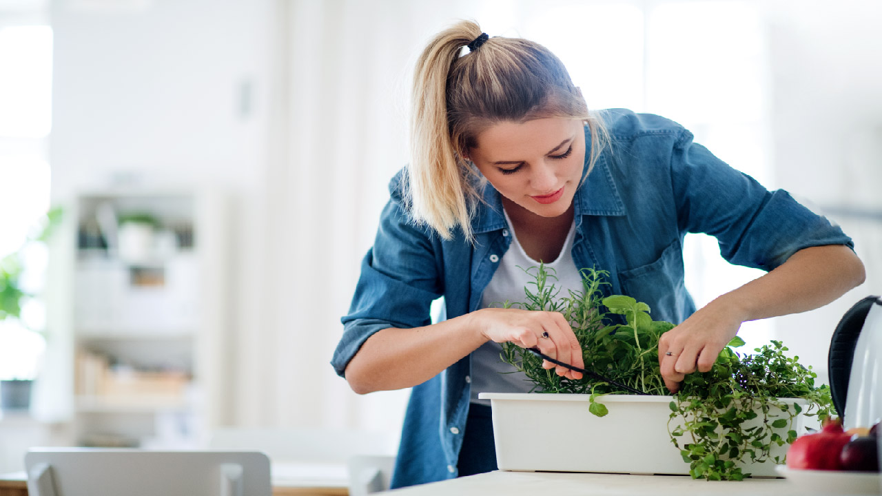How to Grow Herbs Indoors How to Grow Herbs Indoors