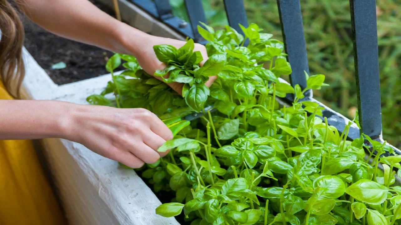 8 Fast-Growing Summer Vegetables and Herbs to Plant Now