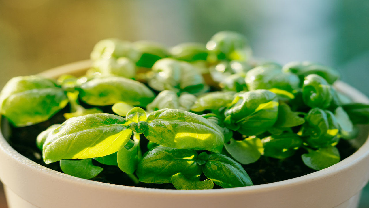 Top 8 Summer Herbs to Grow in Your Garden Top 8 Summer Herbs to Grow in Your Garden