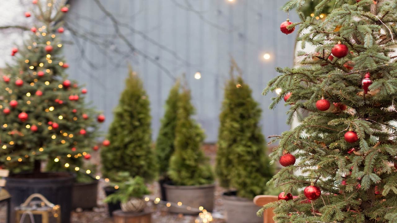 How to Create Holiday Décor from the Garden for Special Christmas Look