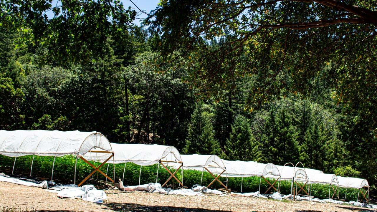 How to Build a Greenhouse Cheap How to Build a Greenhouse Cheap