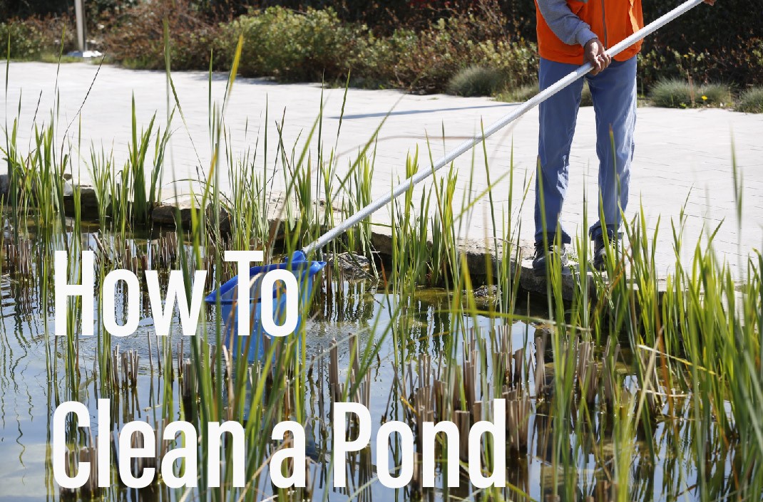 How to Clean a Pond  How to Clean a Pond